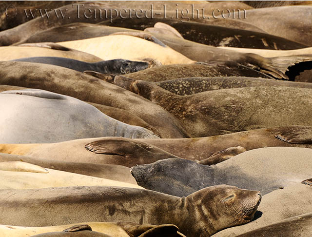 Elephant Seals